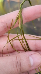 Potamogeton