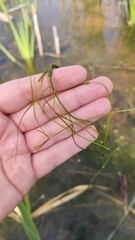 Potamogeton