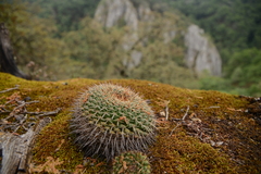 Mammillaria gigantea