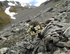 Notothlaspi rosulatum