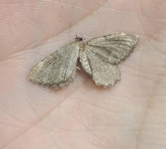 Philereme vetulata