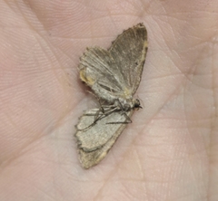 Philereme vetulata