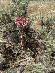 Dudleya palmeri