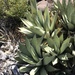 Agave cerulata nelsonii - Photo 由 jrebman 所上傳的 (c) jrebman，保留部份權利CC BY-NC