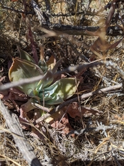 Dudleya palmeri