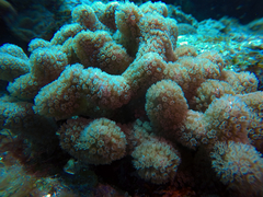 Porites porites