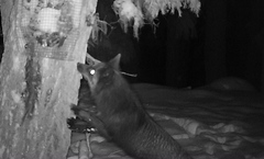 Vulpes vulpes necator