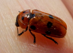 Clytra novempunctata