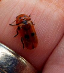 Clytra novempunctata