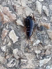 Loboptera canariensis