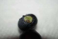 Exobasidium maculosum