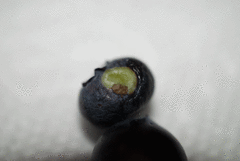 Exobasidium maculosum