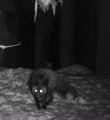 Vulpes vulpes necator