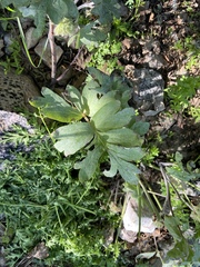 Hydrophyllum capitatum