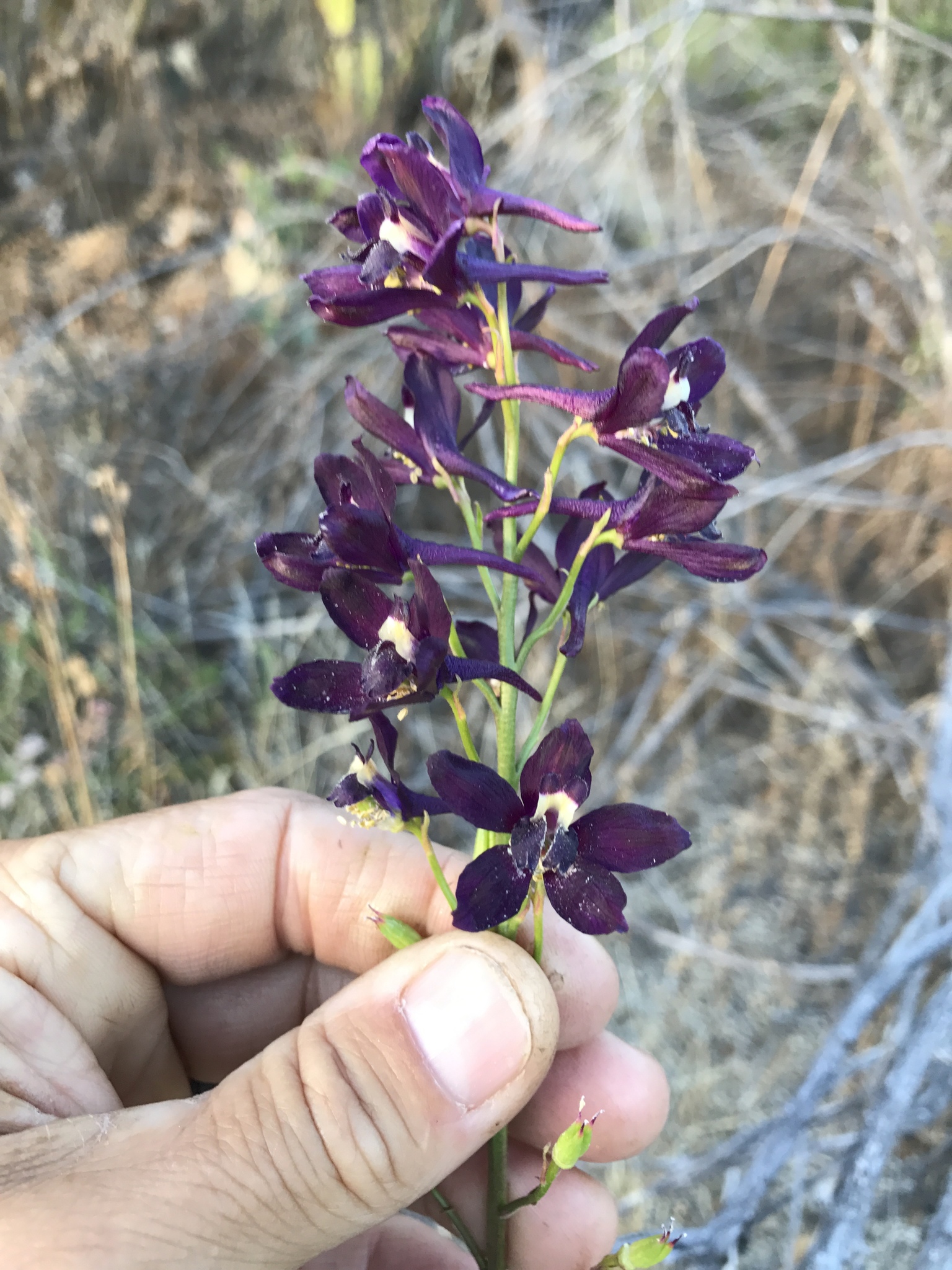 Delphinium X inflexum