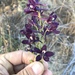 Delphinium × inflexum - Photo (c) jrebman, some rights reserved (CC BY-NC), uploaded by jrebman