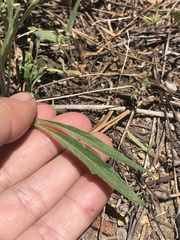 Viola pinetorum grisea