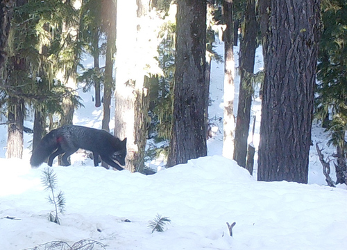 Sierra Nevada Red Fox photographed in Oregon