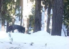 Vulpes vulpes necator