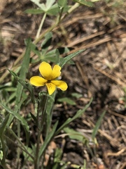 Viola pinetorum grisea