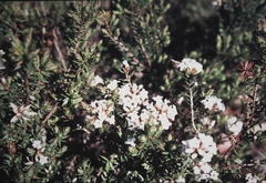Epacris paludosa