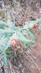 Cirsium arizonicum