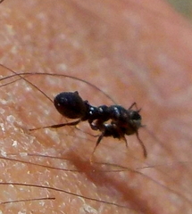 Crematogaster ionia