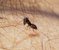 Crematogaster ionia