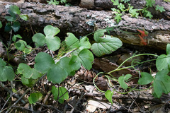 Delphinium nudicaule