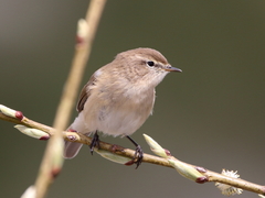Phylloscopus sindianus