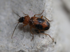Badister neopulchellus