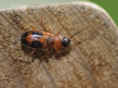 Badister neopulchellus