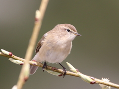Phylloscopus sindianus