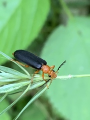 Neopyrochroa flabellata