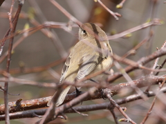 Phylloscopus sindianus