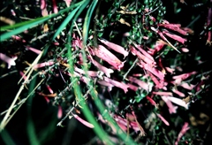 Epacris reclinata