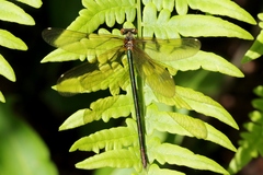 Calopteryx amata