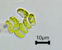 Scenedesmaceae