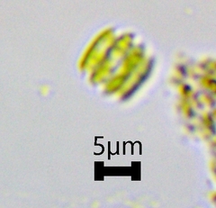Scenedesmaceae