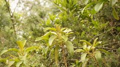 Citharexylum subflavescens