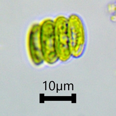 Scenedesmaceae