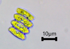 Scenedesmaceae