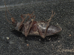 Eupsophulus