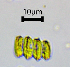 Scenedesmaceae
