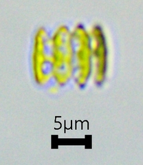 Scenedesmaceae