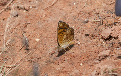 Phyciodes graphica