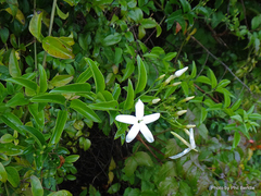 Jasminum azoricum