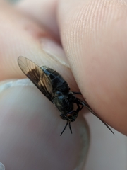 Chrysops ater