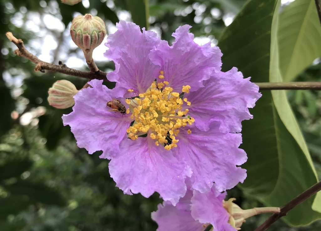 Lagerstroemia speciosa — an easy houseplant, prefers full sun light