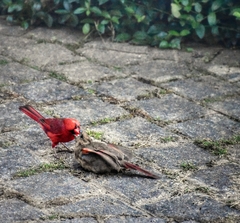 Cardinalis cardinalis